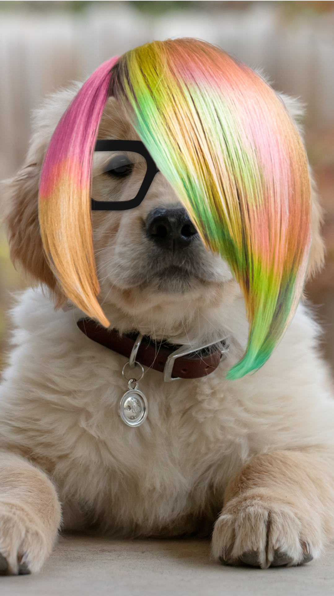 Pet dress-up sticker