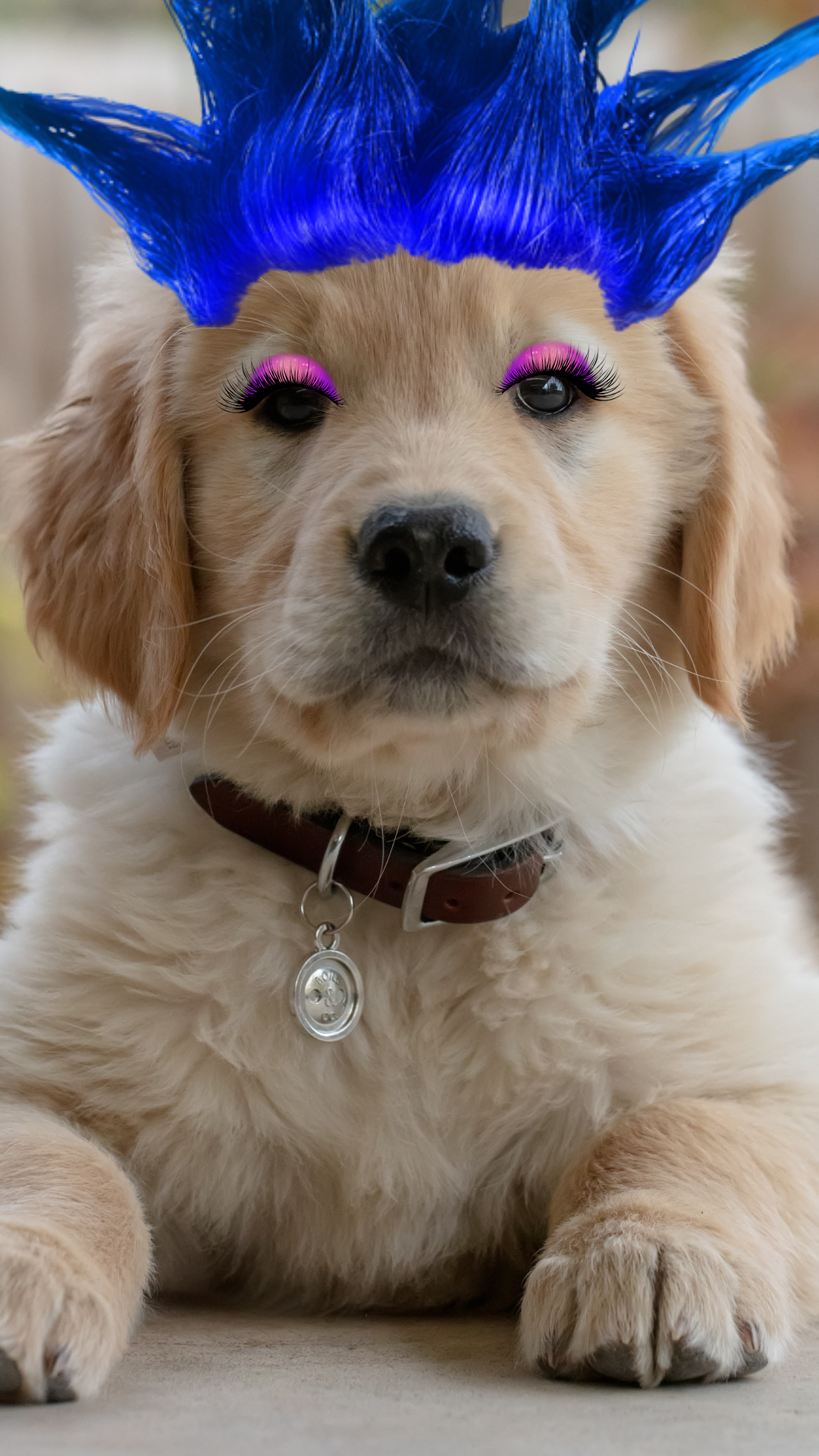 Pet dress-up sticker